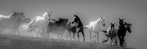 Choctaw BW Landscape Print